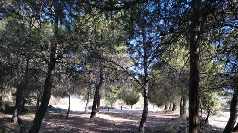 Albacete - Almansa - 4500m2