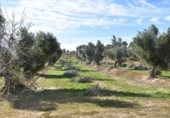 Chalet independiente con terreno en venta en la España, Mazaleón, ref: TR300822 foto