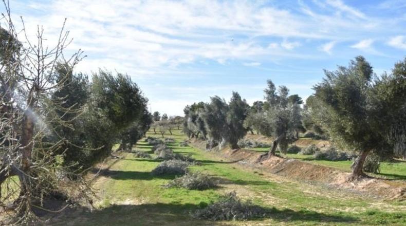Teruel - Mazaleón - 33700m2