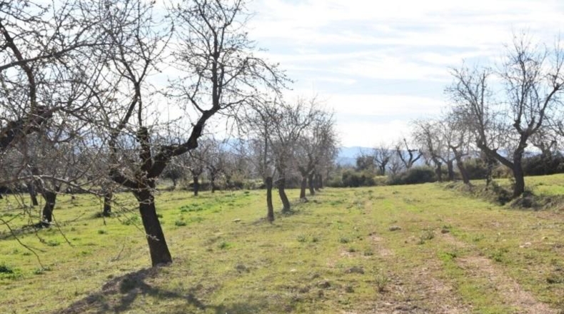 Teruel - Mazaleón - 33700m2