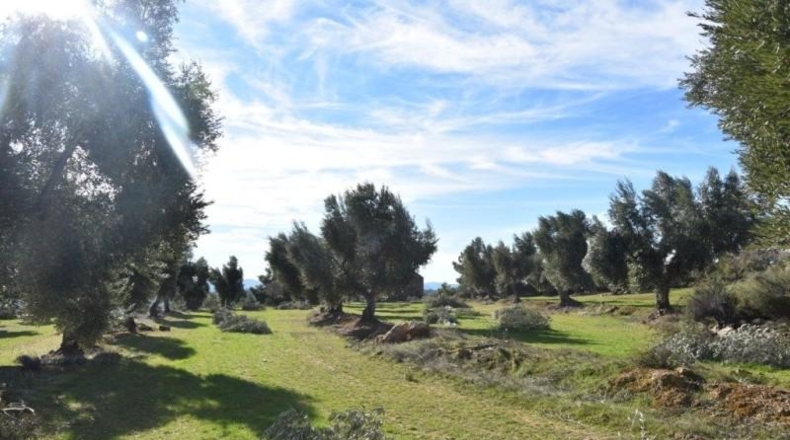 Teruel - Mazaleón - 33700m2