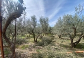 Country house with land for sale on España, Tíjola, ref: TR295362 photo