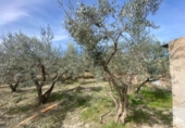 Country house with land for sale on España, Tíjola, ref: TR295362 photo
