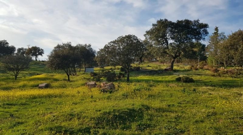 Badajoz - Badajoz - 7270m2