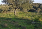 Terreny no urbanitzable en venda a la España, Badajoz, ref.: TR241491 foto