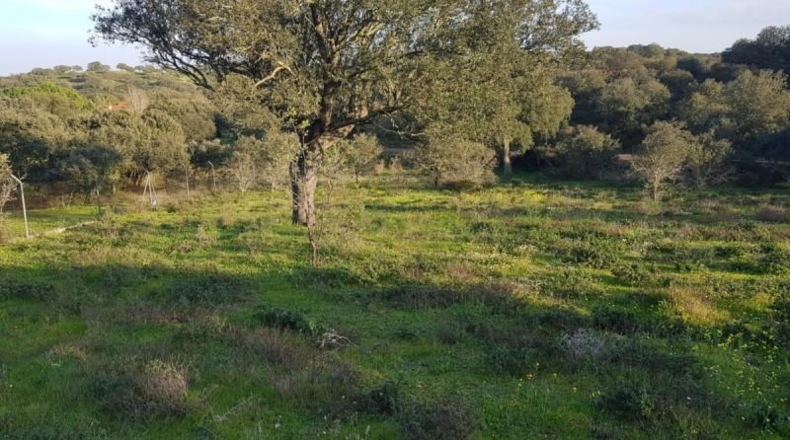 Badajoz - Badajoz - 7270m2
