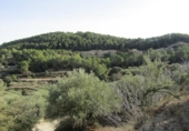 Terreny no urbanitzable en venda a la España, el Ràfol de Salem, ref.: TR114798 foto
