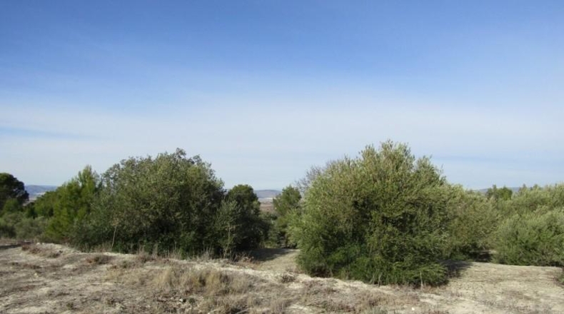 València - Ráfol de Salem - 13262m2