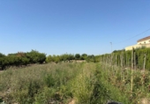 Suelo urbano en venta en la España, Murcia, ref: TR314631 foto