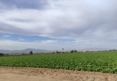 Non-developable land for sale on España, Lorca, ref: TR172481 photo