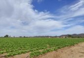 Non-developable land for sale on España, Lorca, ref: TR172481 photo