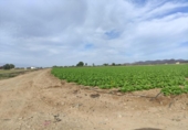 Non-developable land for sale on España, Lorca, ref: TR172481 photo