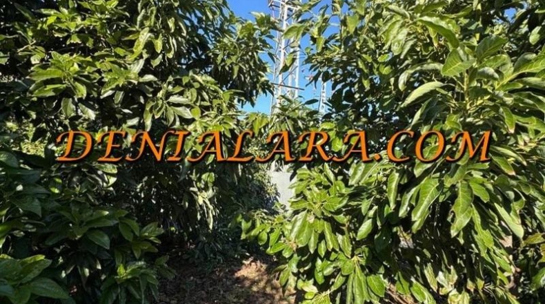 Alicante - Пего - 2125m2