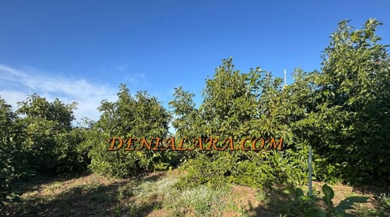 Alicante - Пего - 2125m2