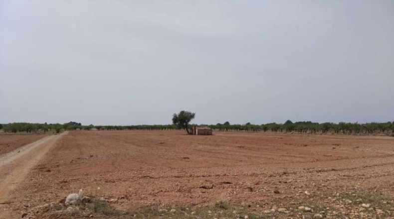 Castellón - Benlloc - 20000m2