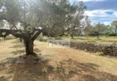 Terreny no urbanitzable en venda a la España, l'Ampolla, ref.: TR172817 foto