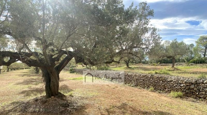 Tarragona - l'Ampolla - 22858m2
