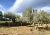 Terreny no urbanitzable en venda a la España, l'Ampolla, ref.: TR172817 foto