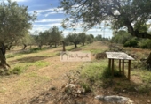 Terreny no urbanitzable en venda a la España, l'Ampolla, ref.: TR172817 foto