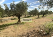 Terreny no urbanitzable en venda a la España, l'Ampolla, ref.: TR172817 foto