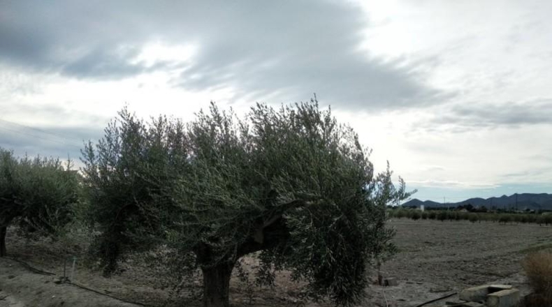 Múrcia - Puerto Lumbreras - 5200m2