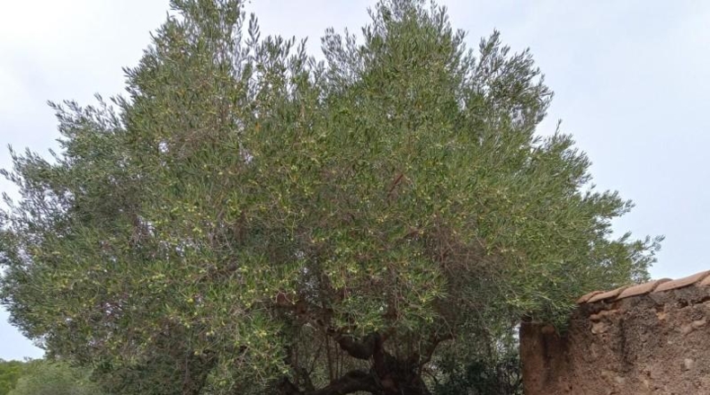 Tarragona - l'Ametlla de Mar - 17000m2