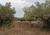 Casa de campo con terreno en venta en la España, l'Ametlla de Mar, ref: TR303340 foto