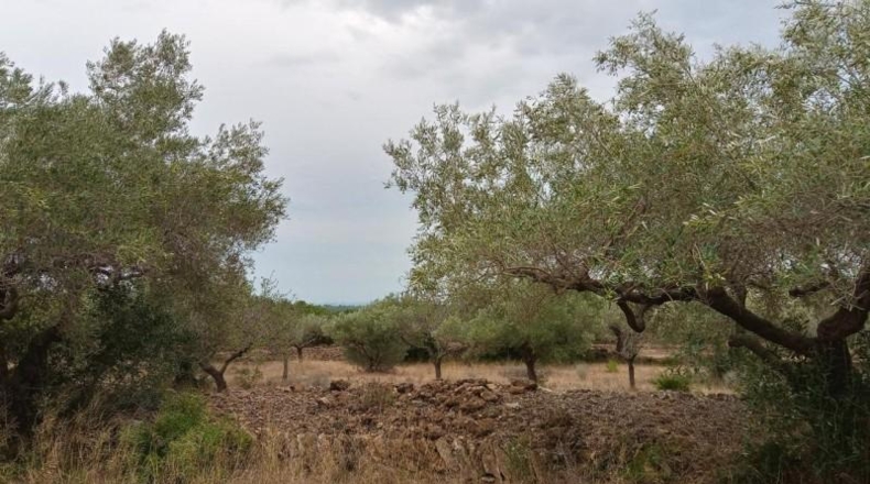 Tarragona - l'Ametlla de Mar - 17000m2