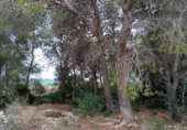 Casa de campo con terreno en venta en la España, l'Ametlla de Mar, ref: TR303340 foto