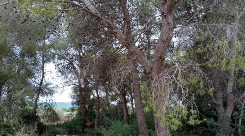 Tarragona - l'Ametlla de Mar - 17000m2