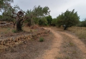 Casa de campo con terreno en venta en la España, l'Ametlla de Mar, ref: TR303340 foto