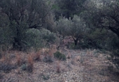 Non-developable land for sale on España, Olesa de Montserrat, ref: TR219354 photo