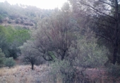 Non-developable land for sale on España, Olesa de Montserrat, ref: TR219354 photo