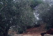 Non-developable land for sale on España, Olesa de Montserrat, ref: TR219354 photo
