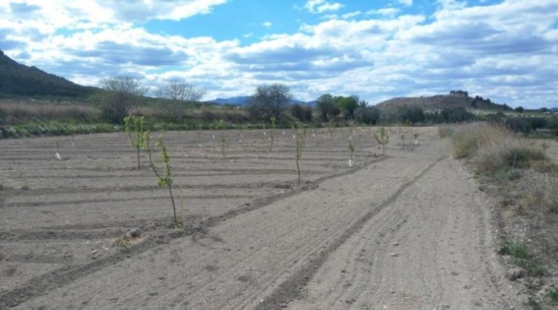 Múrcia - Calasparra - 9700m2