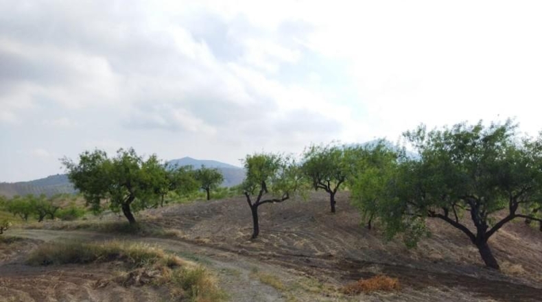 Murcia - Puerto Lumbreras - 50000m2
