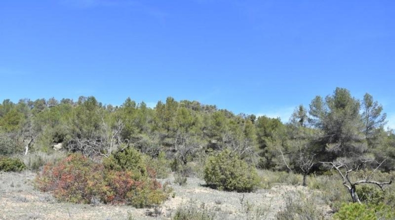 Teruel - Arens de Lledó - 98900m2