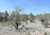 Detached villa with land for sale on España, Arens de Lledó, ref: TR299485 photo