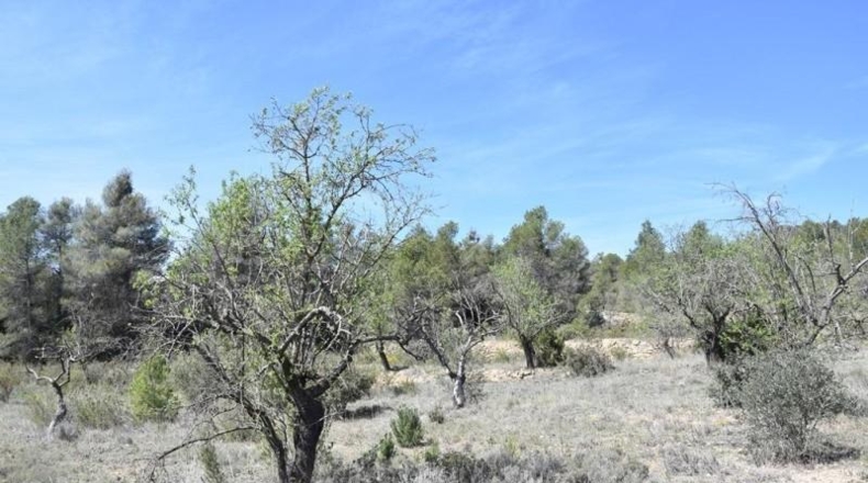 Teruel - Arens de Lledó - 98900m2