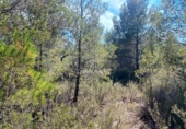 Non-developable land for sale on España, l'Ametlla de Mar, ref: TR121451 photo