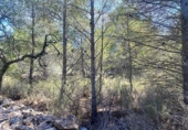 Non-developable land for sale on España, l'Ametlla de Mar, ref: TR121451 photo