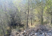 Non-developable land for sale on España, l'Ametlla de Mar, ref: TR121451 photo