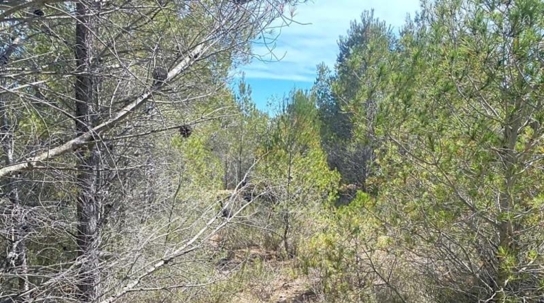 Tarragona - l'Ametlla de Mar - 39705m2
