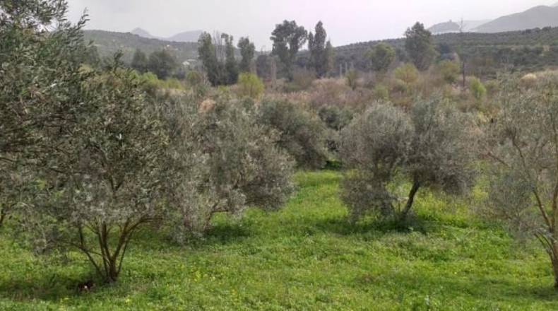Cádiz - Algodonales - 29000m2