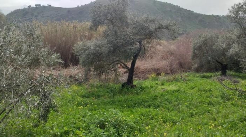 Cádiz - Algodonales - 29000m2