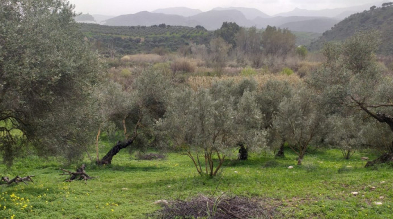 Cádiz - Algodonales - 29000m2