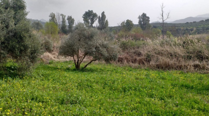 Cádiz - Algodonales - 29000m2
