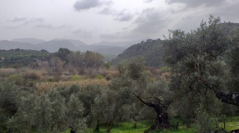 Cádiz - Algodonales - 29000m2