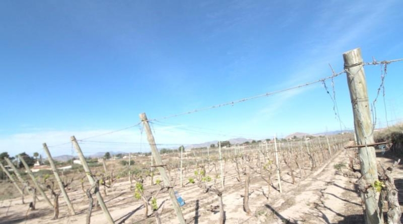 Alicante - Monforte del Cid - 17000m2