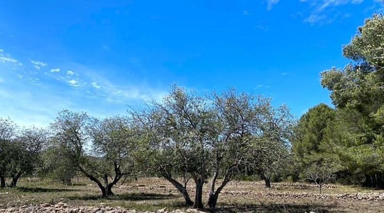 Tarragona - el Perelló - 37292m2